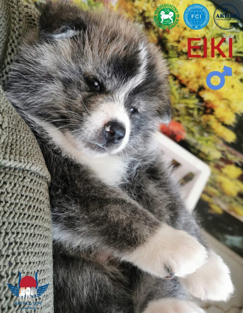 Akita u Izis FCI EIKI