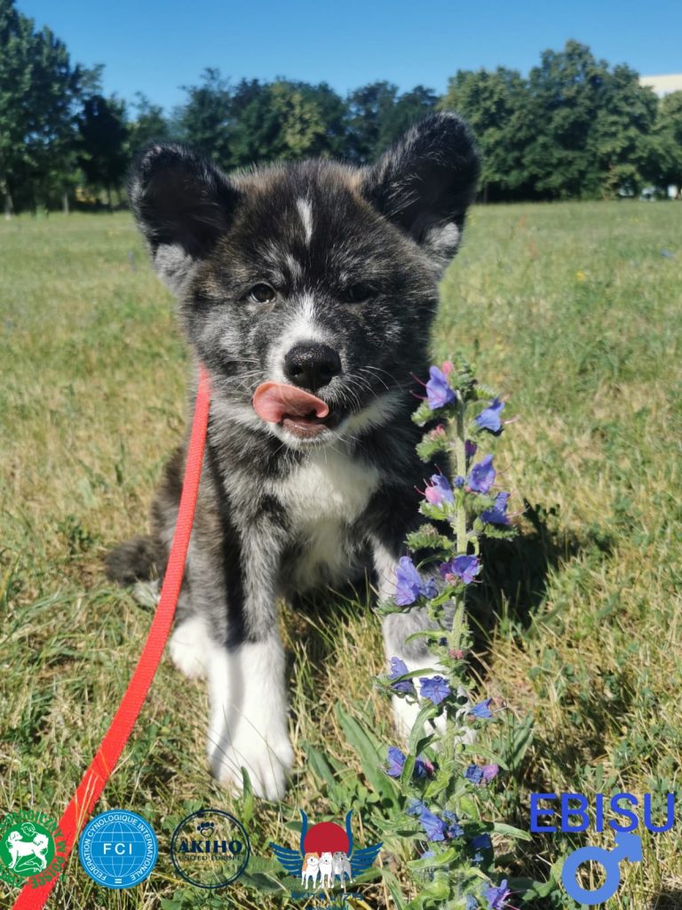 Akita u Izis FCI EBISU
